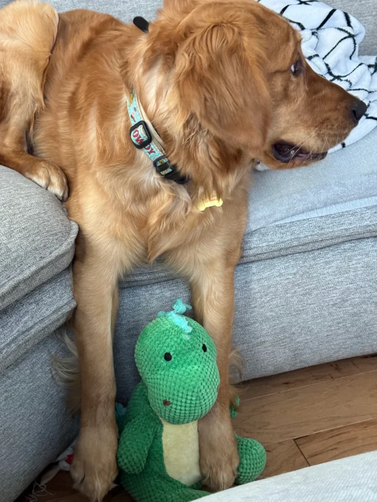 Bucket practicing recall and calmer leash walking in Austin, TX