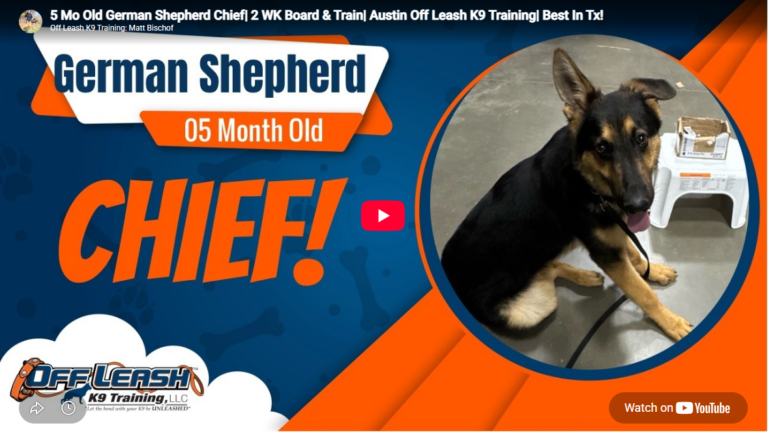 Chief the German Shepherd building confidence on leash in Austin, TX