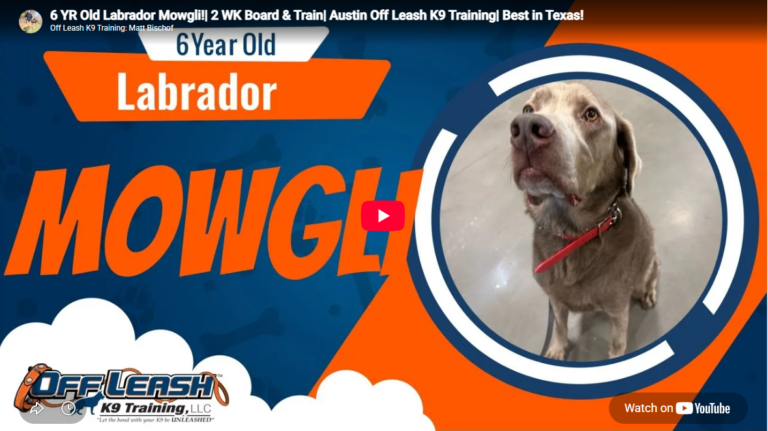 Mowgli the Labrador practicing calm public obedience in Austin, TX