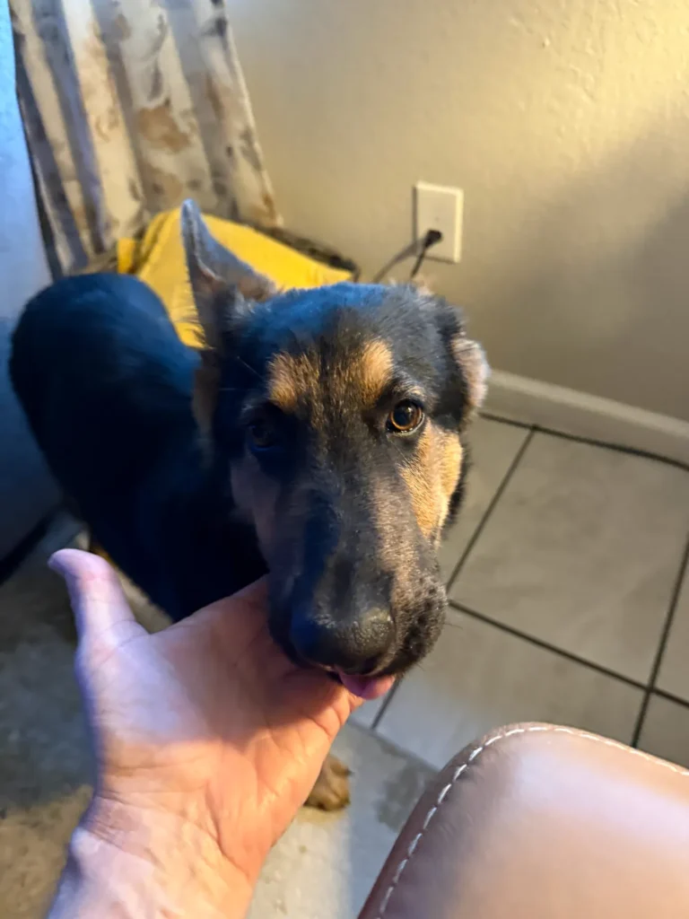 Young German Shepherd building confidence and obedience in Austin, TX